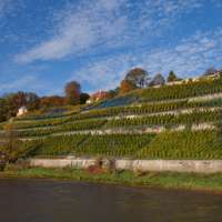 Sachsen - ein (noch) heimliches Kleinod unter den deutschen Weinbaugebieten